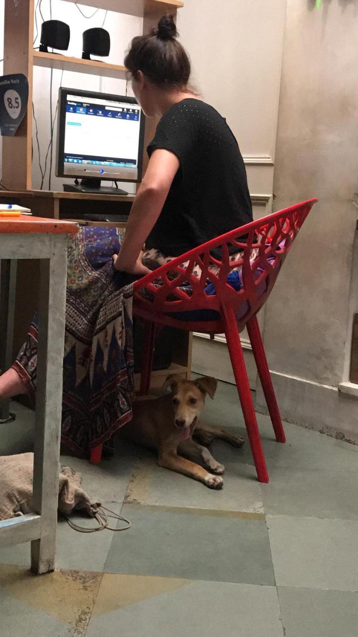 Doodle Rack Vandrarhem Jaipur Exteriör bild